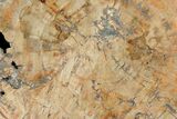 Petrified Wood (Araucaria) Slab - Madagascar #118464-1